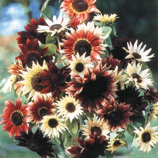 Razzmatazz Mix Sunflower Thumbnail